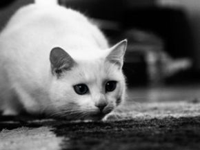  photo 441043E043D044C043A0430043A043E0448043A04300.jpg