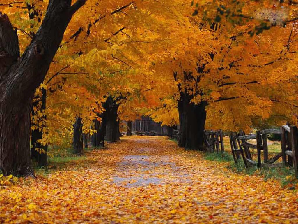autumn fall trees leaves gold Pictures, Images and Photos