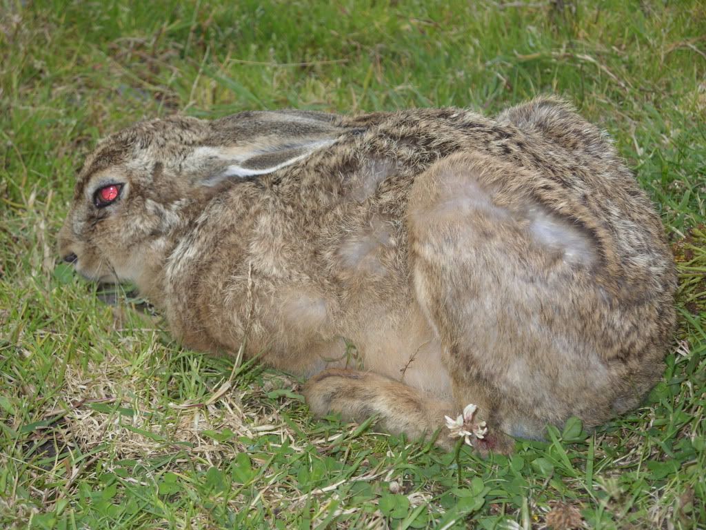 Evil Hare