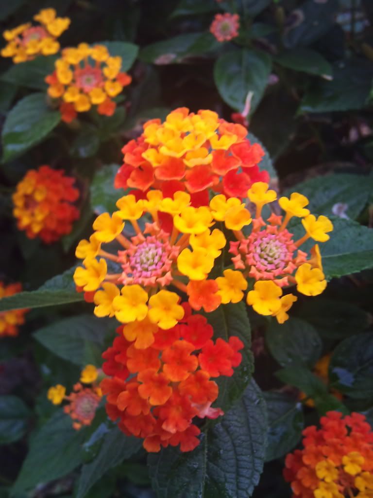 topic về những hình ảnh chụp bằng điện thoại di động