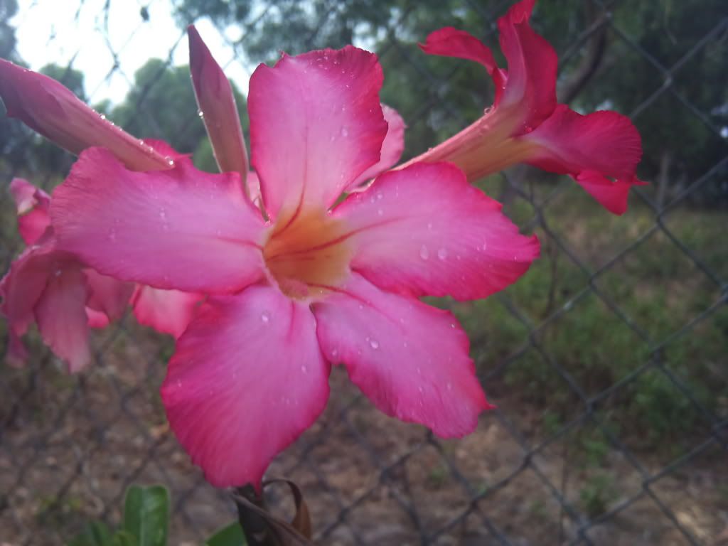 topic về những hình ảnh chụp bằng điện thoại di động - 1