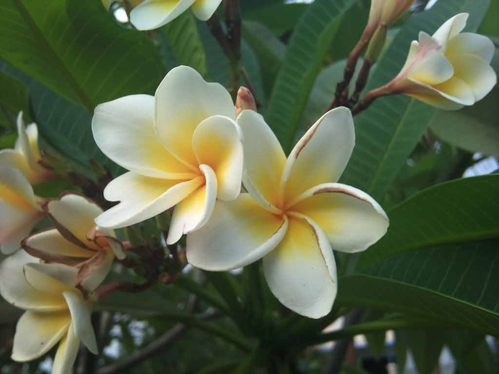 topic về những hình ảnh chụp bằng điện thoại di động - 2