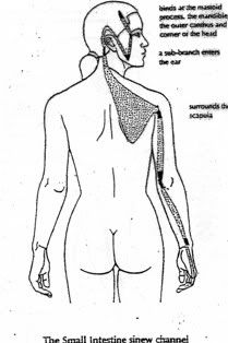 Meridiano Tendino-Muscular do Intestino Delgado