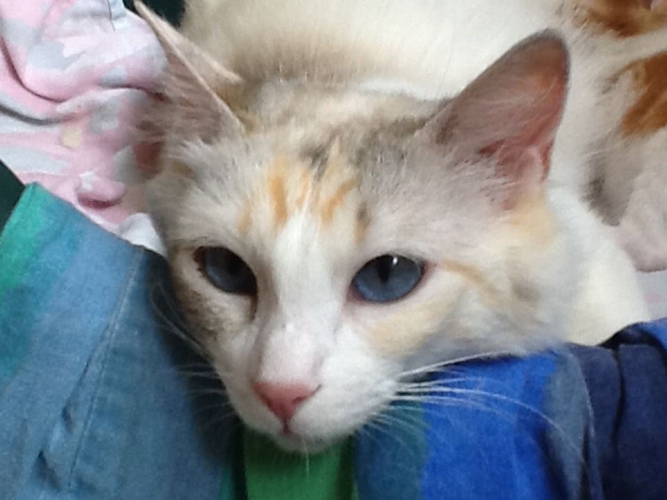 image.jpg1_zpsdp2o4j4b.jpg