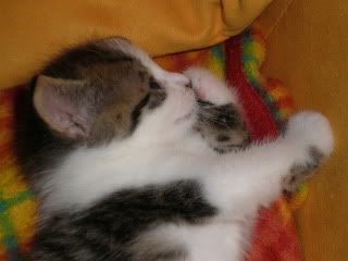 c8d00768.jpg