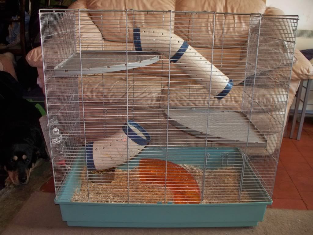 jenny rat cage