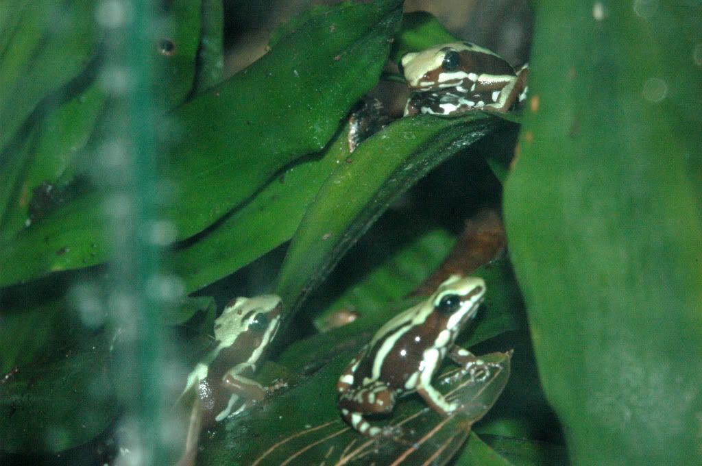 NW England Epipedobates highland tricolor Reptile Forums