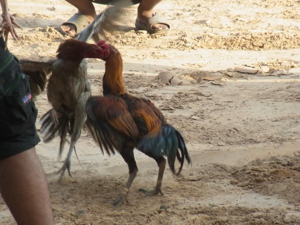 Thailanddec2010120.jpg