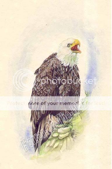 Bald Eagle S1 Canvas Art